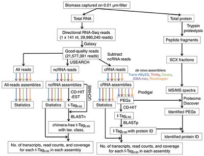 Taxonomic and Functional Compositions Impacted by the Quality of Metatranscriptomic Assemblies